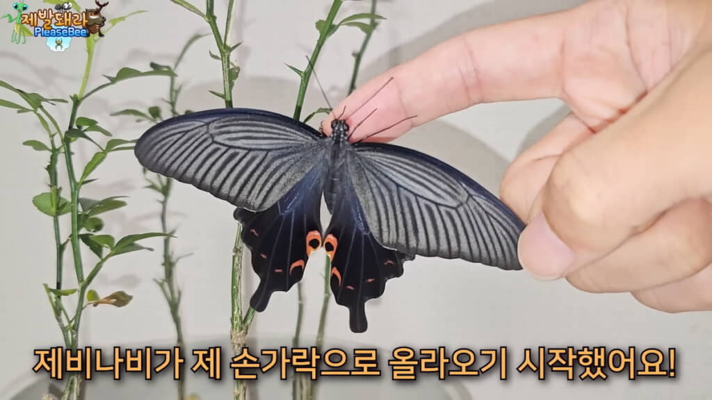 完全に羽化した後、差し出された撮影者さんの指にとまる