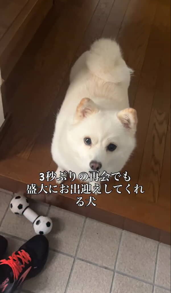 飼い主さんを見送るベラちゃん