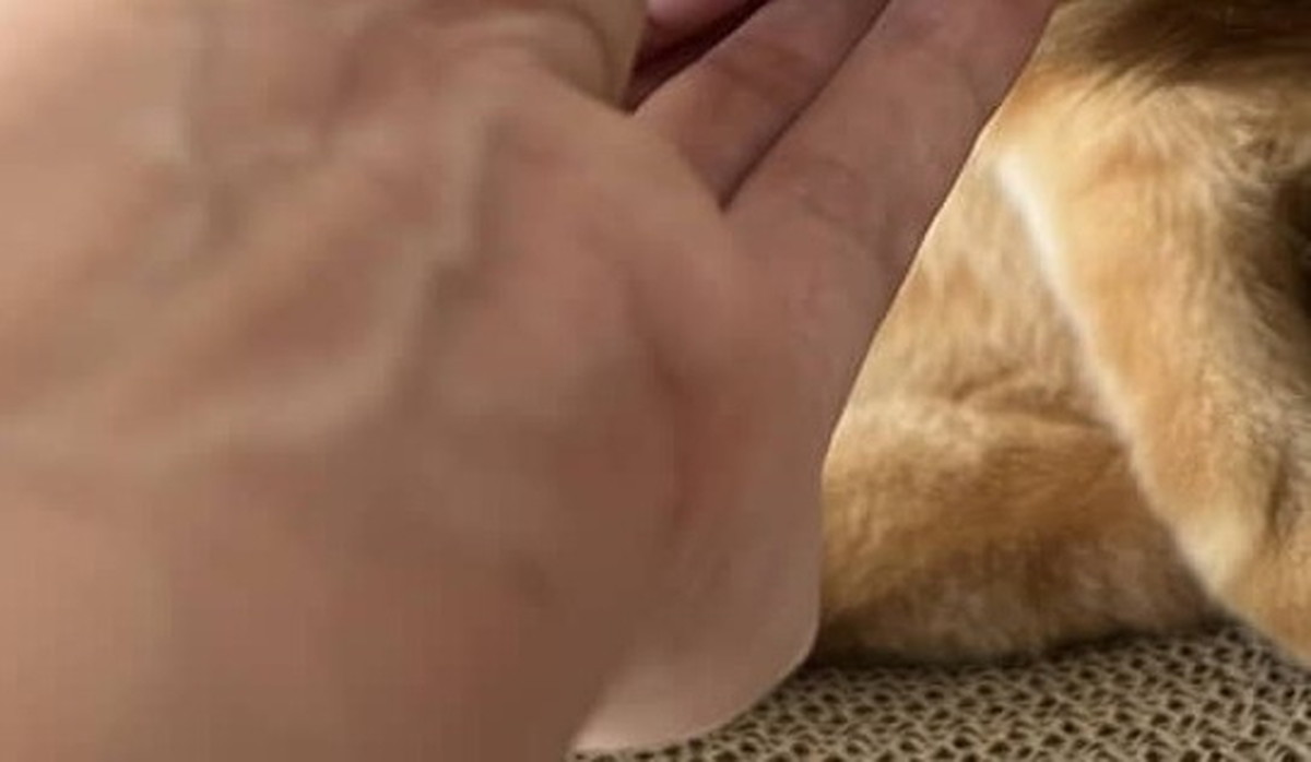 猫飼いなら一度はしてしまう“愚行”に愛猫が……　心臓止まる展開が100万表示「はぁ、きゃわ」「お金払うので」（1/3） | 猫 ねとらぼ