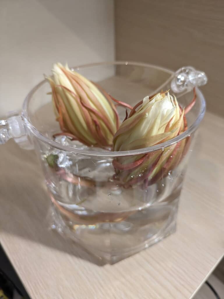 月下美人のつぼみ！