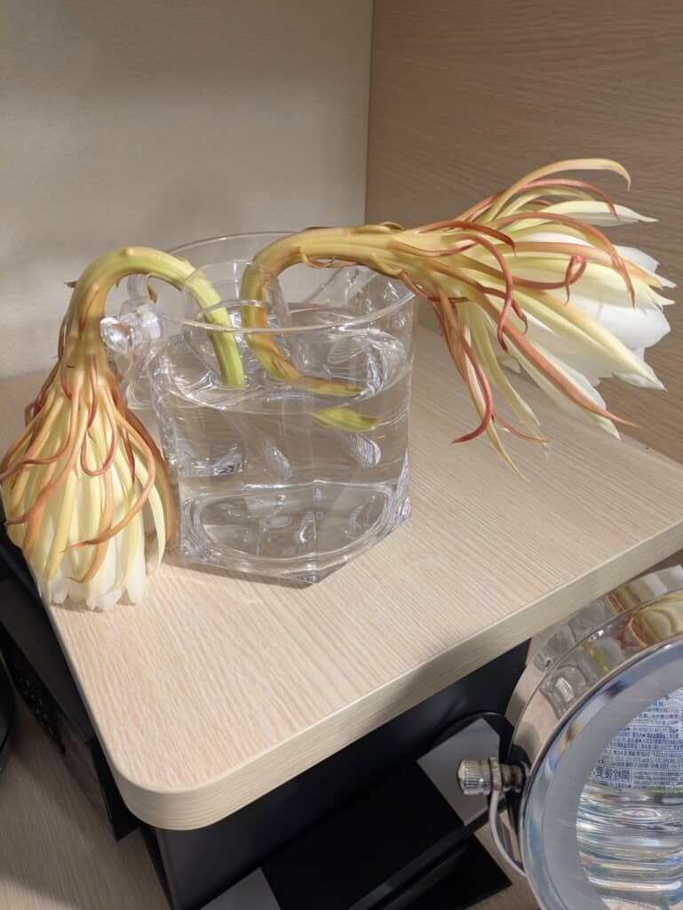 開いていく様子