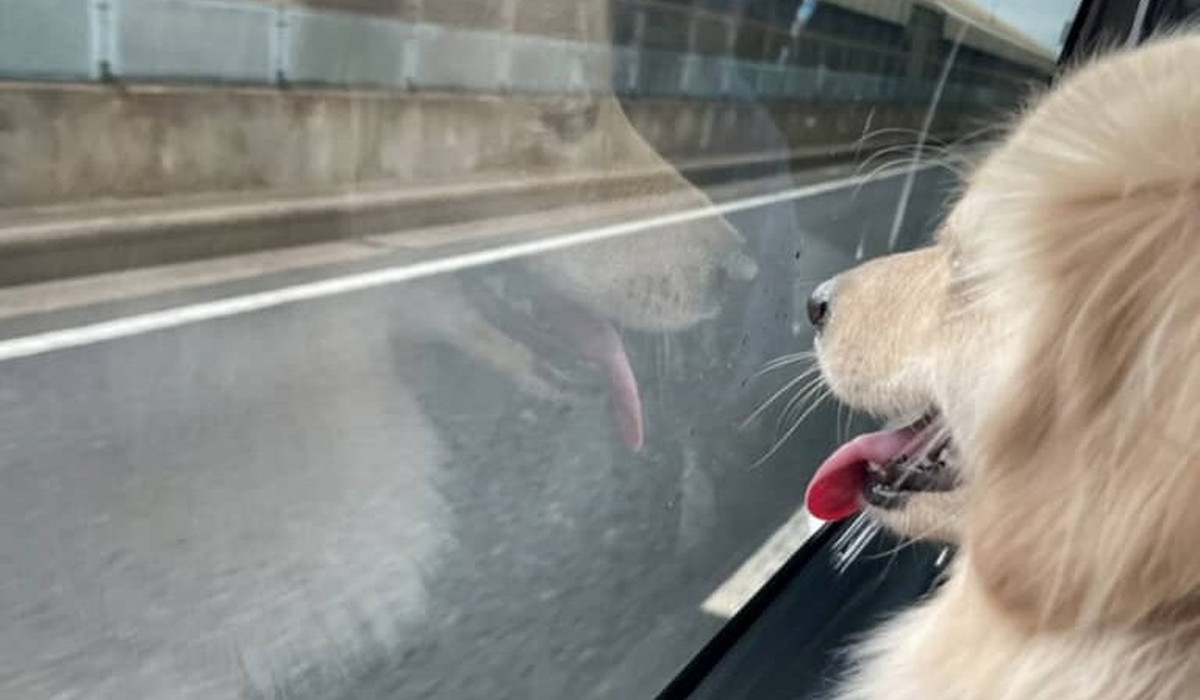 ←遠足前のワンコ　遠足後→　“激変”の姿がお腹痛すぎる「分かりやすすぎww」「何があったの」と81万表示（1/3） | 犬 ねとらぼ