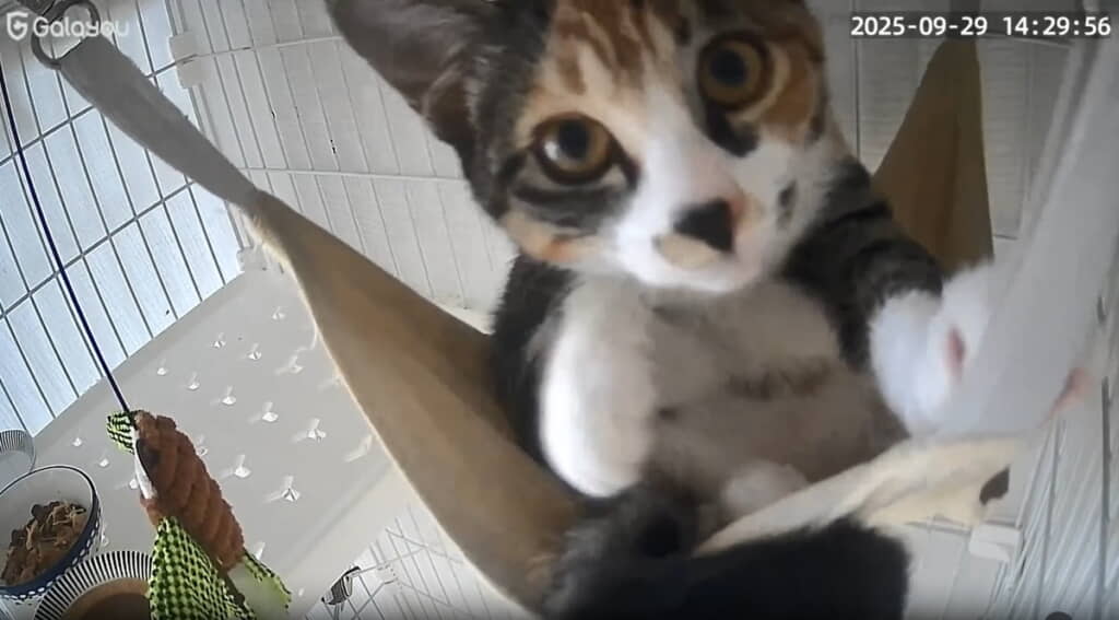 カメラに興味津々なくろみちゃん