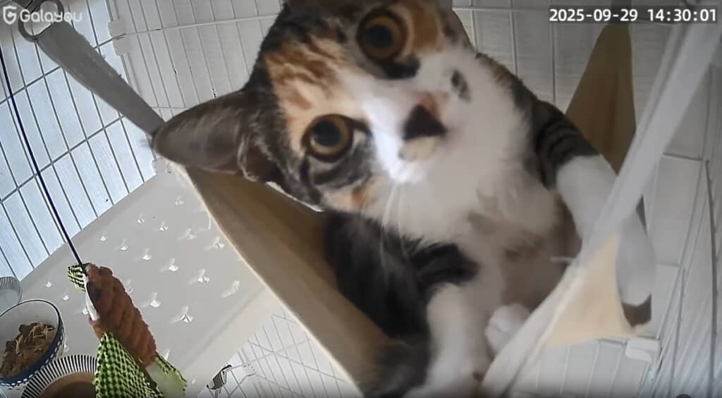 不思議そうに首をかしげてます