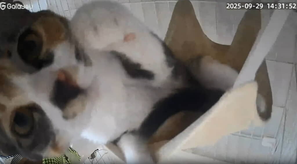 かわいいお手てと顔が迫ってくる