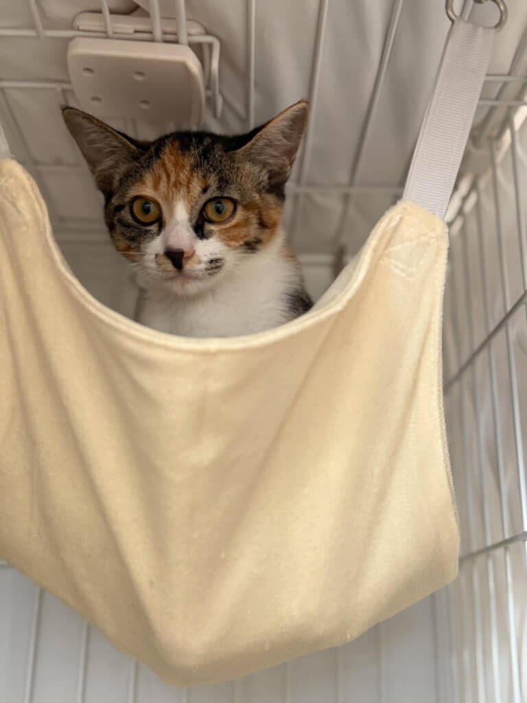 ハンモックがお気に入りになりました