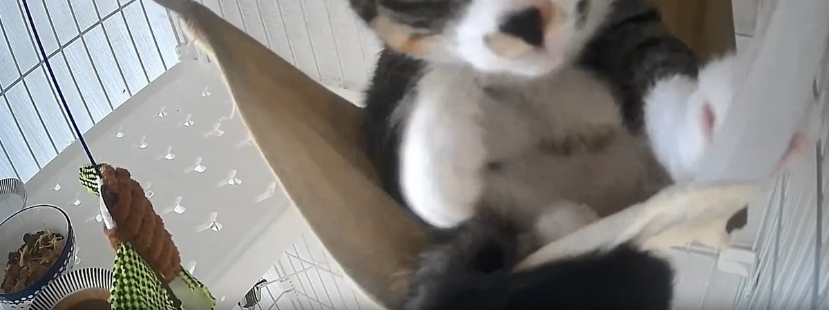 ケージにいる保護猫の様子が気になり、ふとペットカメラをのぞくと……「なんだそれ」→まさかの光景に「仕事にならない」「けしからんな！」（1/3） | 猫 ねとらぼ