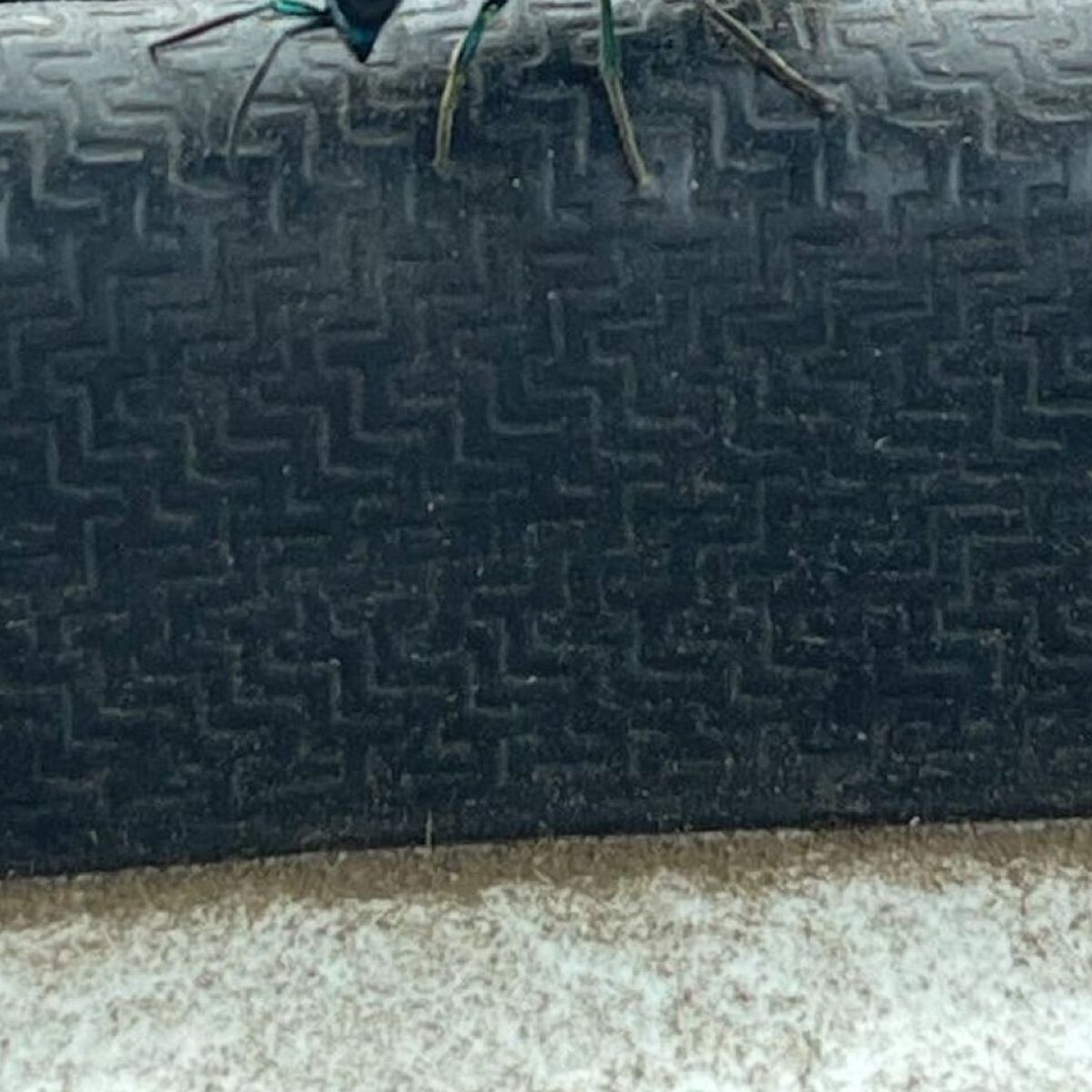 車の中にハチが！→慌てて目で追うと、キラリと輝き……　まさかの正体に「初めて見た」「羨ましい限り」 | その他生き物 ねとらぼ