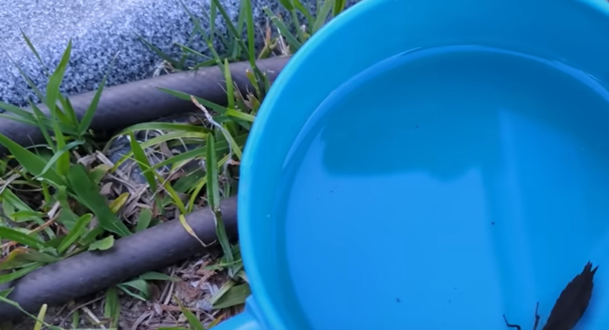 自宅のビオトープに現れた、5センチ超えの生き物を羽化させたら……神々しい姿に「本当にキレイ」「感動で涙が止まらない」（1/3） | その他生き物 ねとらぼ