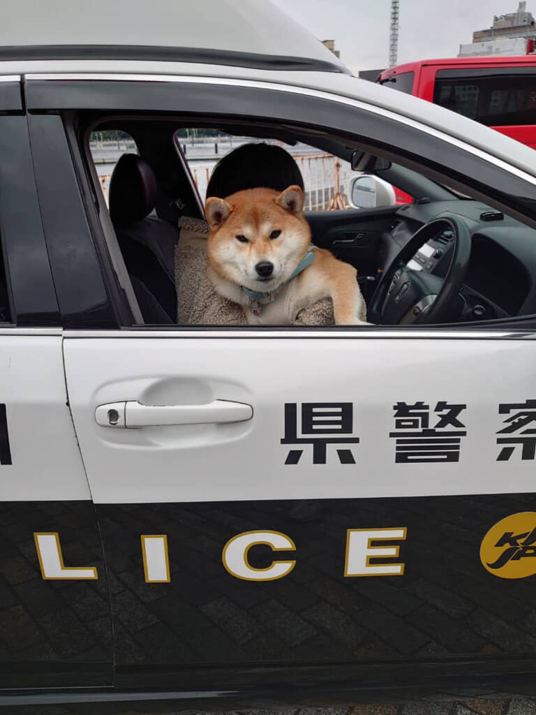 パトカーに乗るも、納得いってないような表情のちびこちゃん