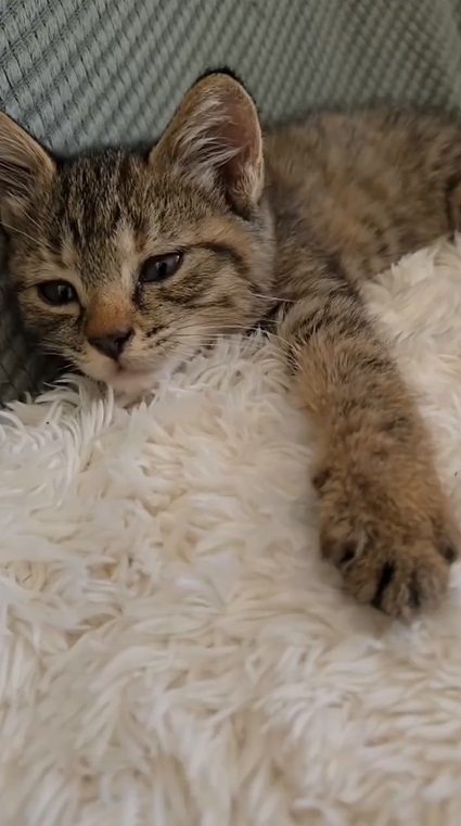 ブランケットの上で伸びをする猫