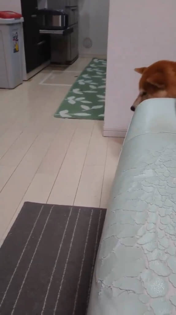 飼い主さんのいる部屋に現れた茶々丸くん