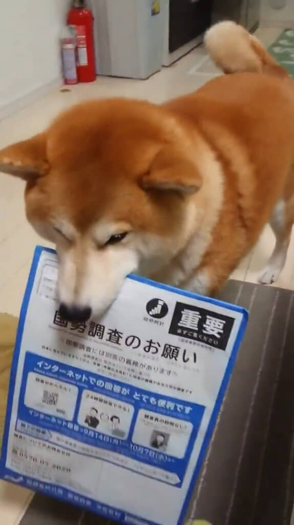 茶々丸くんから国勢調査をお願いされているみたい！