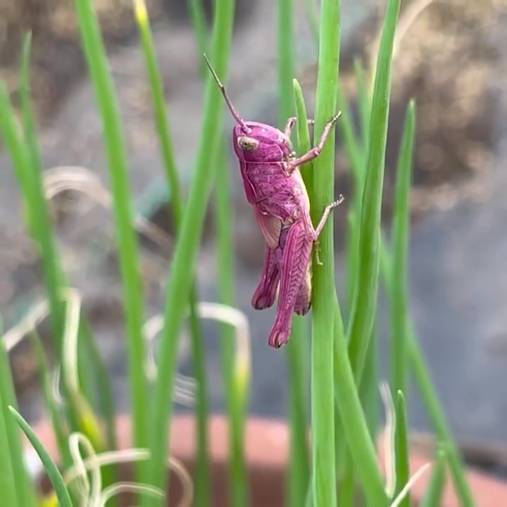 あなた、バッタさんですか!?