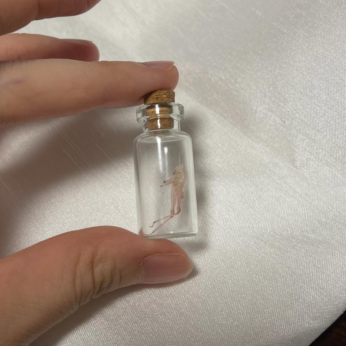 記念に抜け殻をGet！