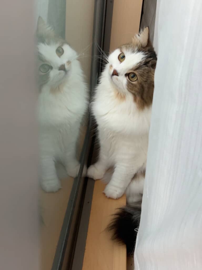 鏡に写るこむぎくん