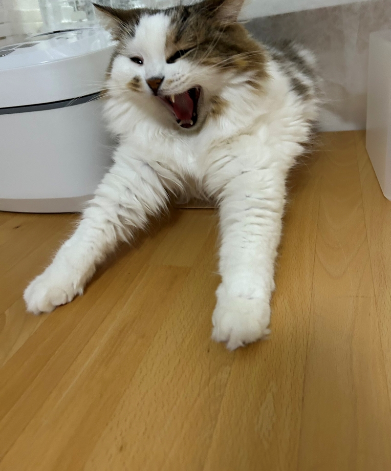 お刺身が食べたいこむぎくん