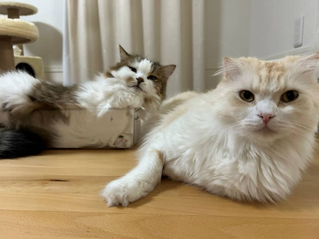 あずきちくんと同じ角度を決めています