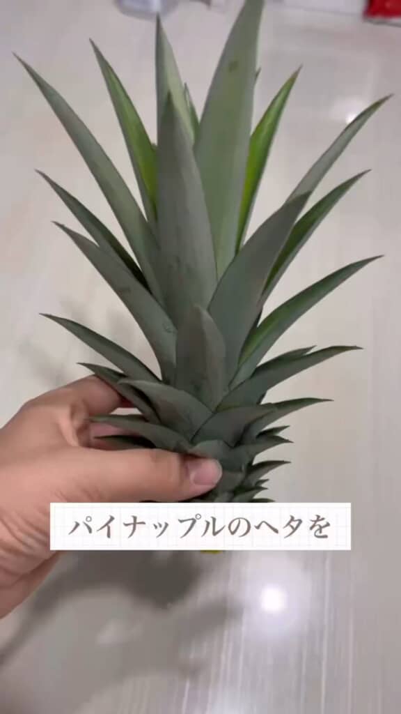捨てるはずだったパイナップルのヘタ