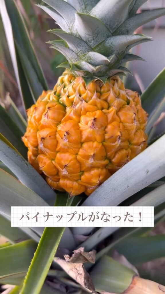 とうとう実がなった！