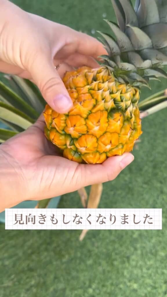 パイナップルを収穫