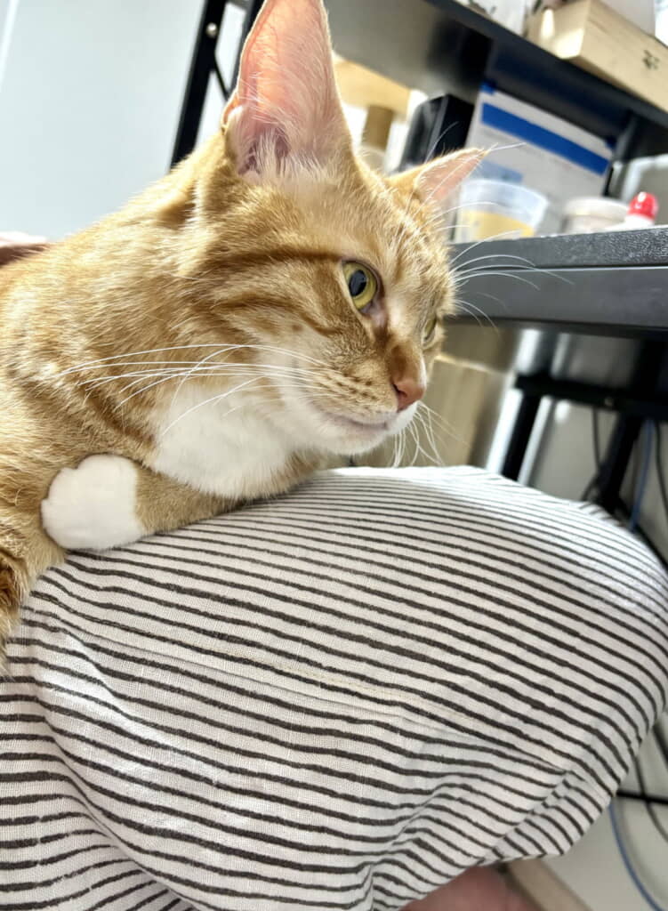 絶対に膝からどかないという強い意志