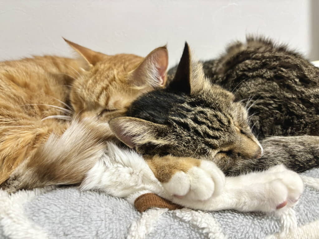 なんて幸せそうなふたり