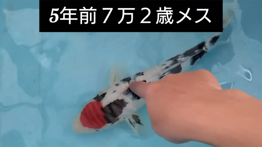 5年前に購入した2歳のメス