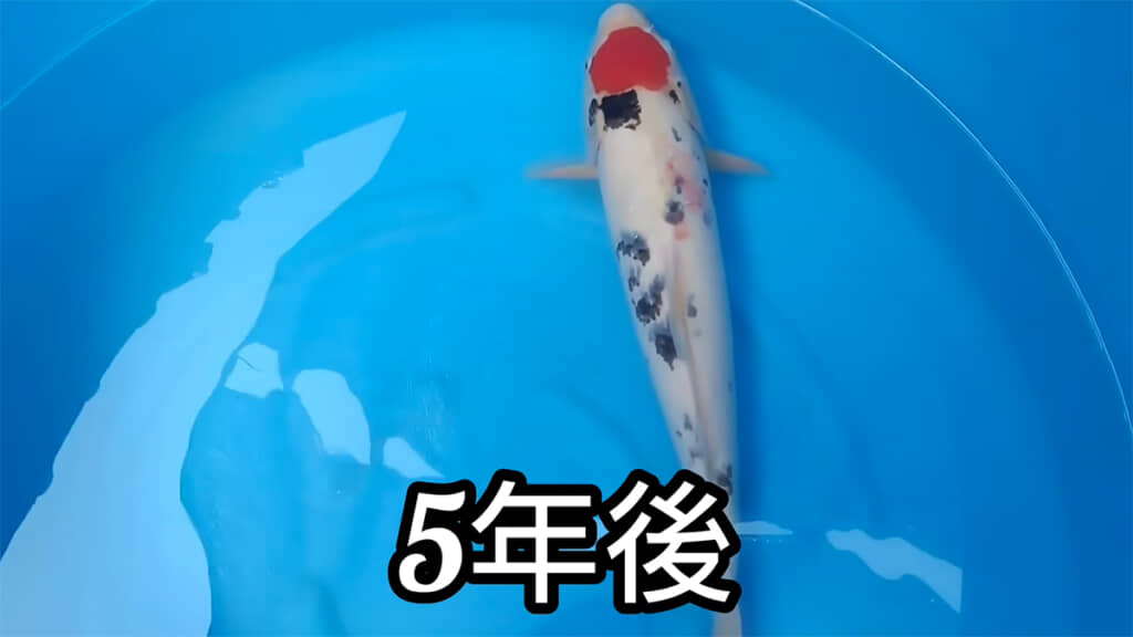 5年後、体はほとんど大きくなっていません