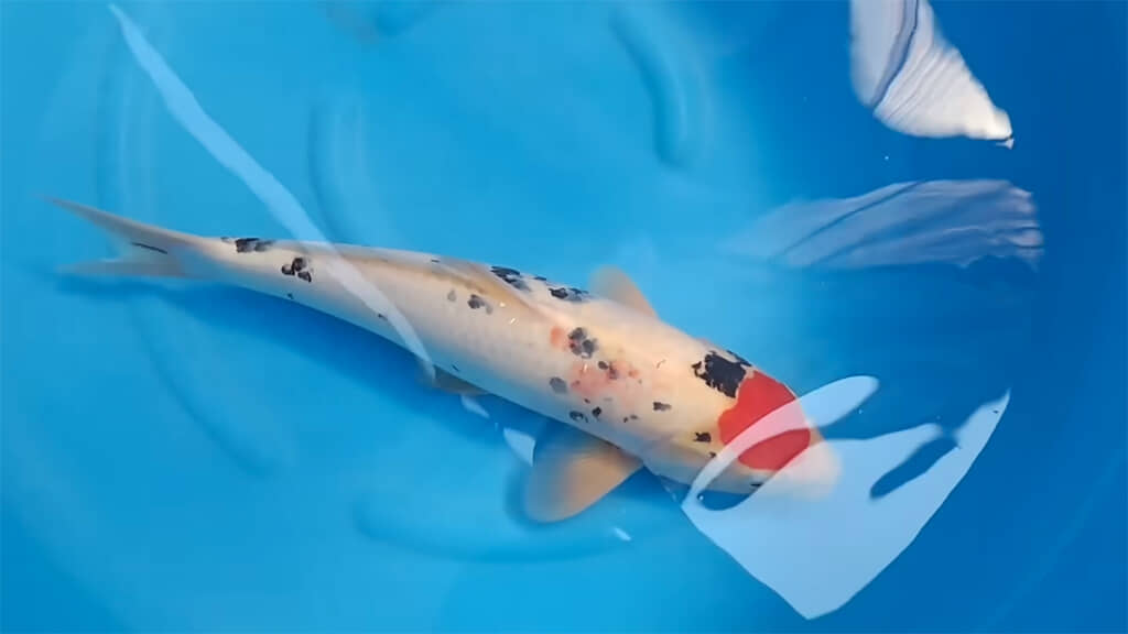 模様も減ってしまっているように見えます