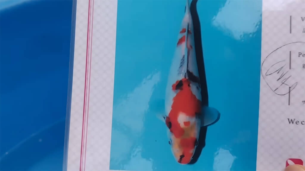 次は驚くほど変わった錦鯉を見せてもらいましょう