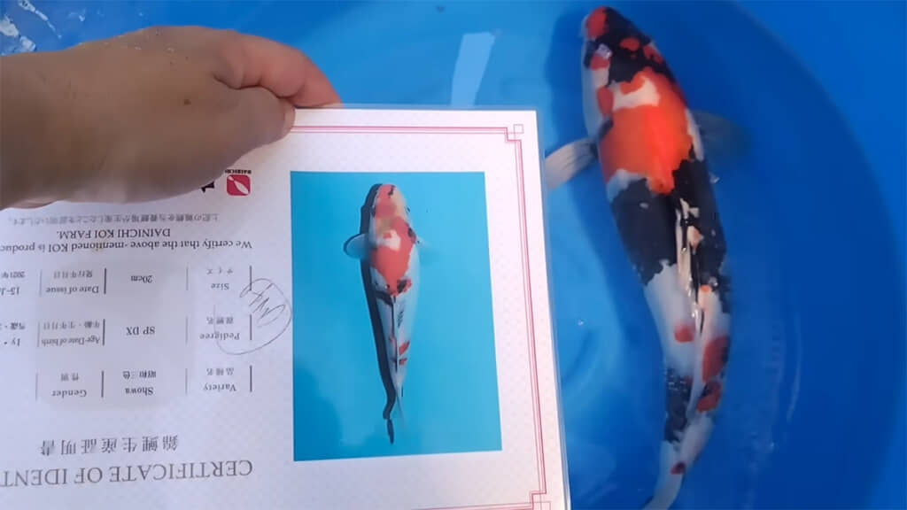 4年前の姿と比較すると……同じ錦鯉とは思えません