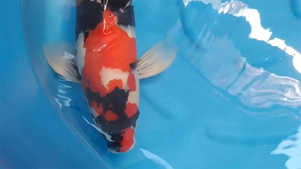 模様が驚くほど美しくなりました