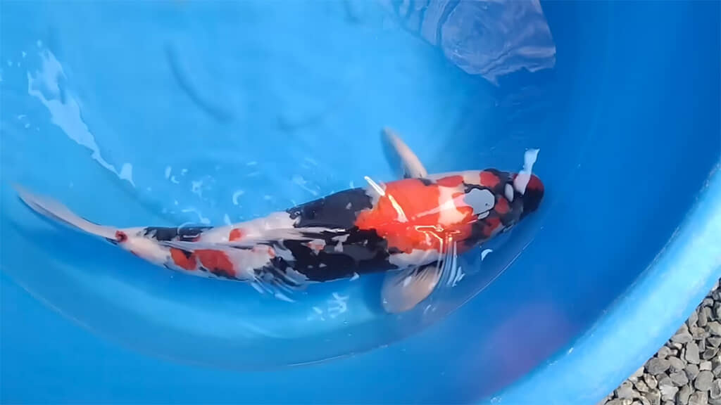 錦鯉は長く続けることで、より楽しくなるそうです