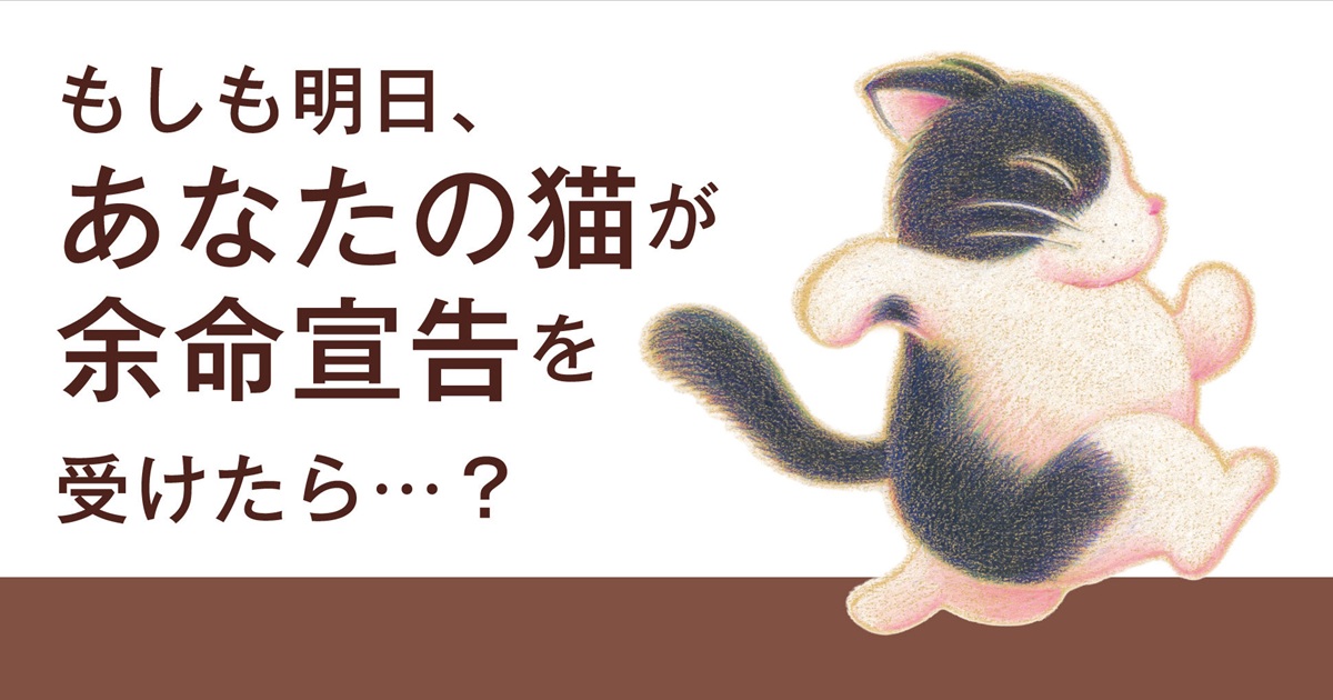 もしも明日、愛猫が余命宣告を受けたら……　リンパ腫と闘った猫との日々をつづる『愛猫が余命20日と宣告されました』（1/3） | 猫 ねとらぼ