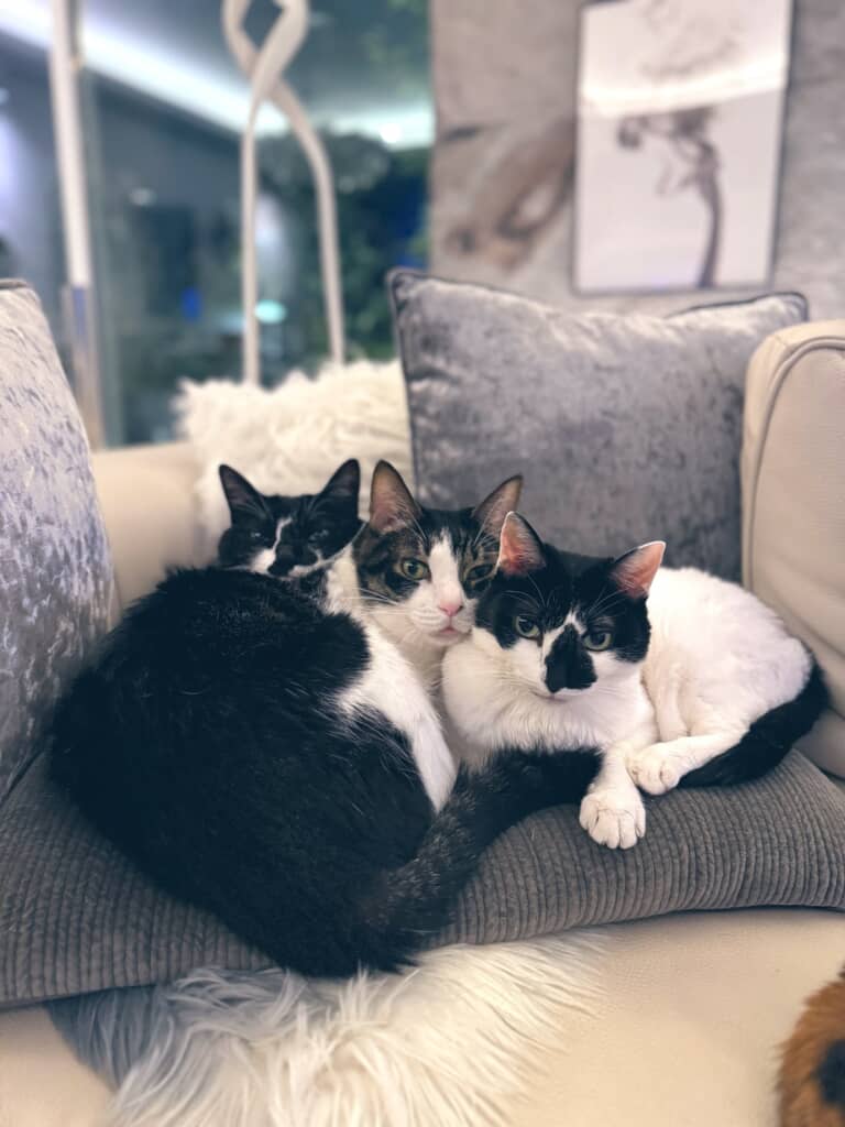 他のニャンコとくっつく生前のポポロン