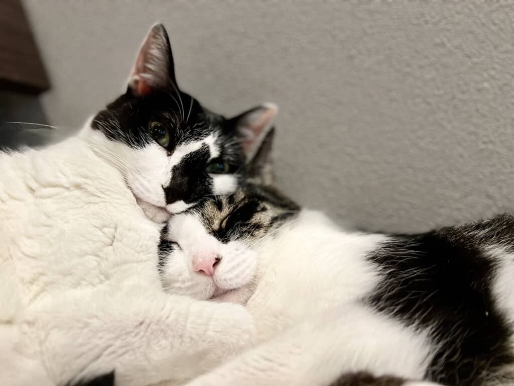 とりわけ仲が良かったニックにくっつく生前のポポロン