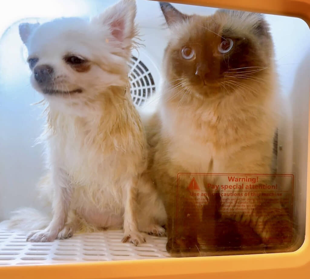 気づいたら猫ちゃんが一緒に入っていました