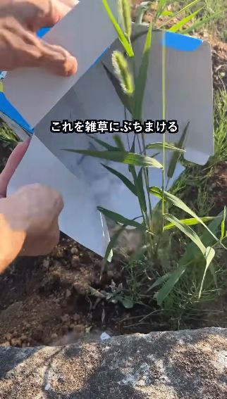 雑草にぶちまける