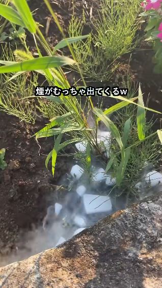 雑草にドライアイスをかけて、次の日見てみたら……　「もう2度としませんw」開いた口がふさがらない結末が話題（1/3） | ライフスタイル ねとらぼ
