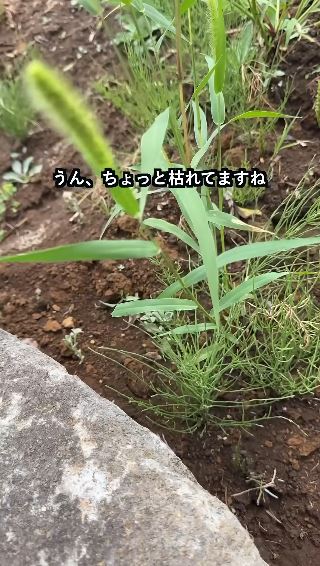 ちょっとだけ枯れた