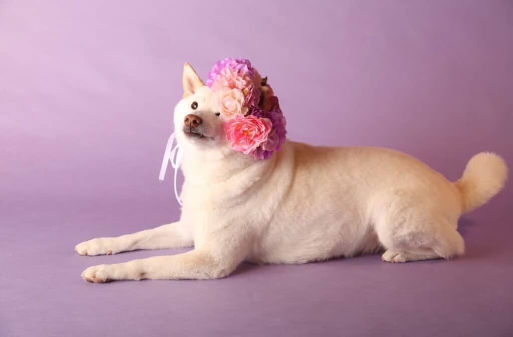 花冠を乗せたゆき丸くん