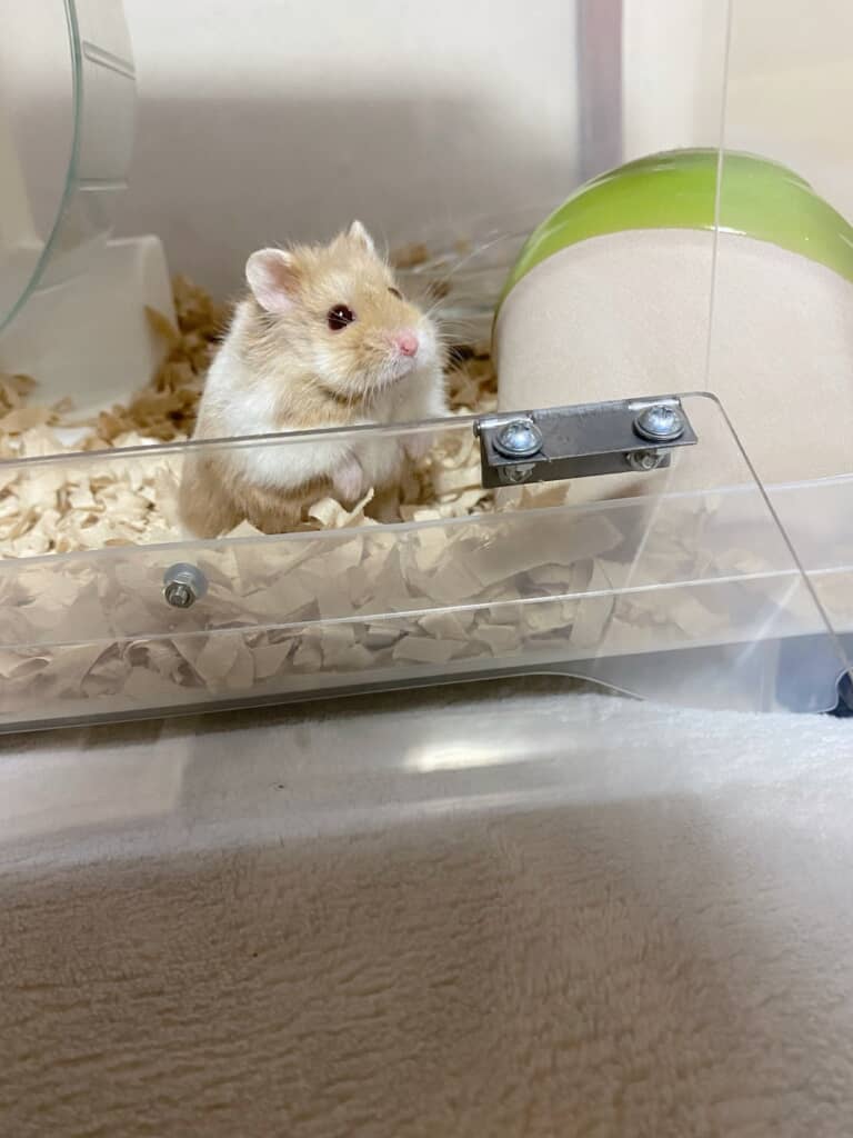 かわいいハムスターちゃん