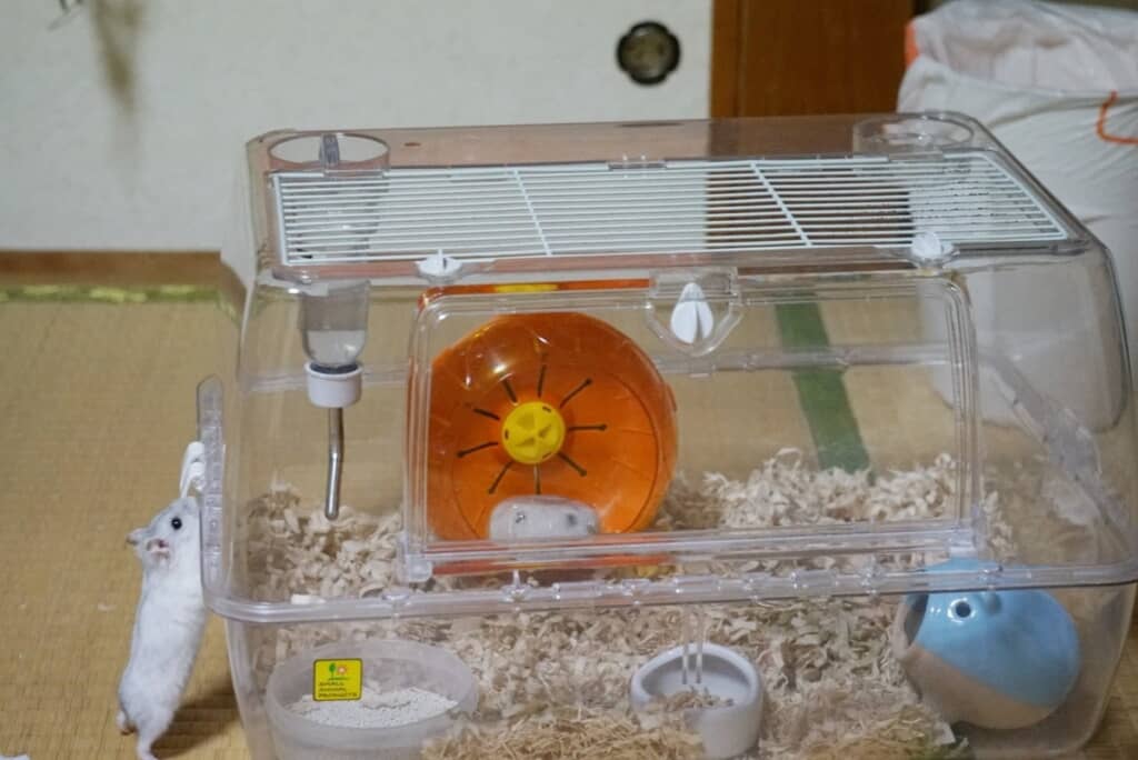 おうちに入りたいのかな