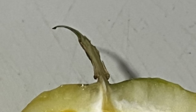 パッションフルーツを切ってみたら……