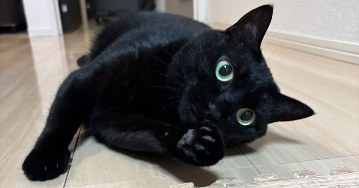 飼い主「怖かったね、ごめんね」→ガス検査員が来たときの愛猫の反応が1320万表示　「泣けるぜ」「いとおしすぎるだろ……」（1/3） | 猫 ねとらぼ