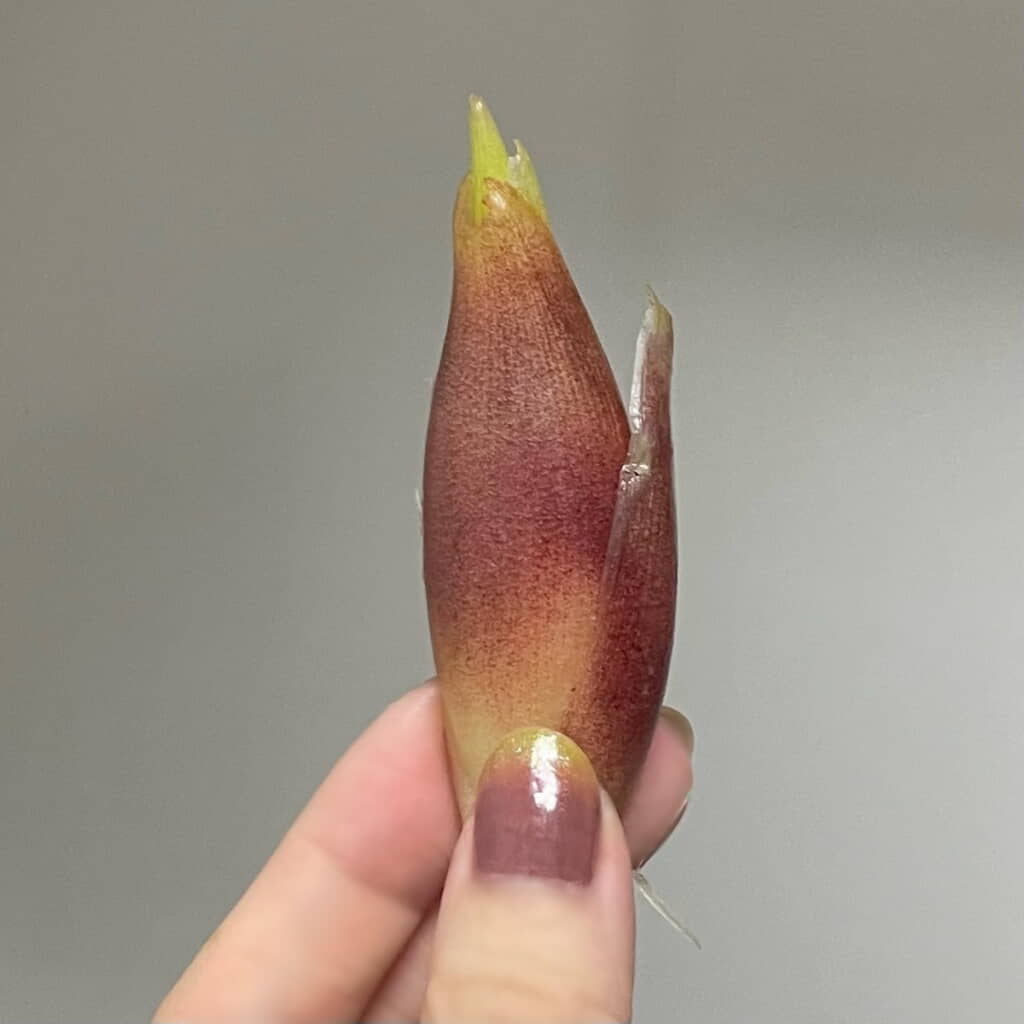 ミョウガと激似！