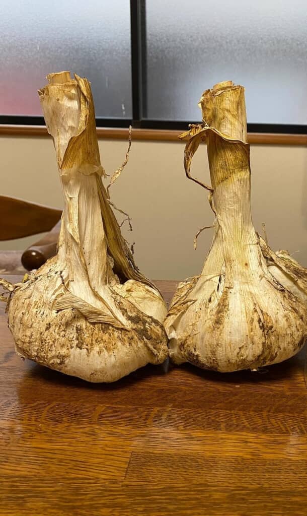 玉ねぎかと思うような巨大にんにく！