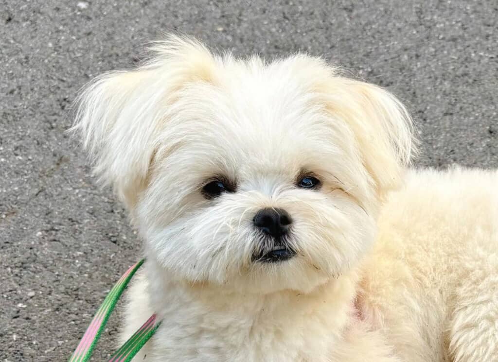 楽しいお散歩をして満足そうなおこめちゃん