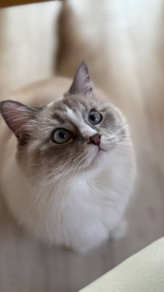 天井を見上げるピノちゃん